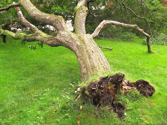 Fallen tree removal and stump grinding