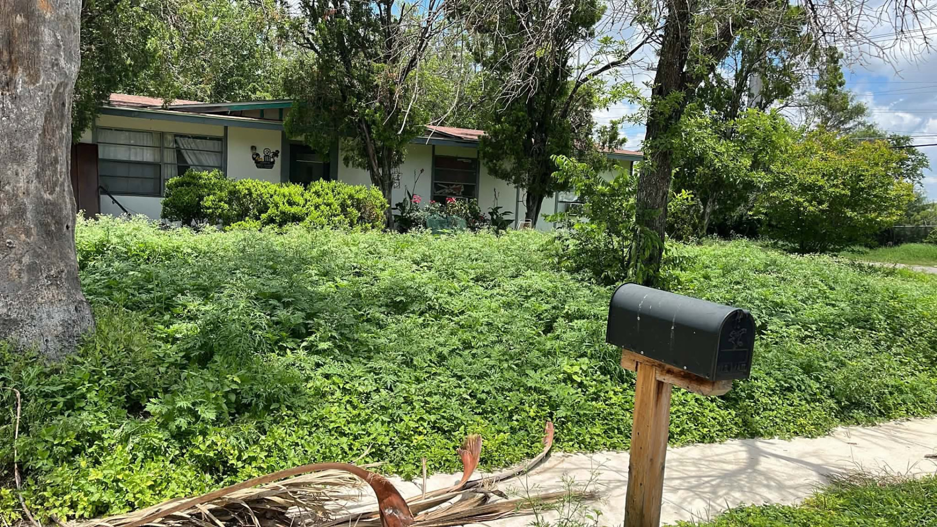 Before: Overgrown front yard mowed and cleaned up