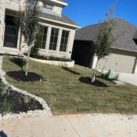 New sod and tree planting on a front lawn