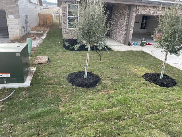 Backyard trees mulched and lawn cleaned up